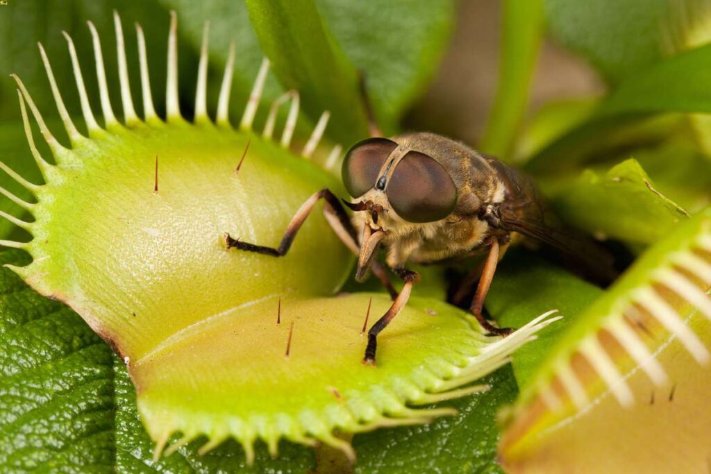 Venus Flytraps Don't Trap Insects that Pollinate Them – National