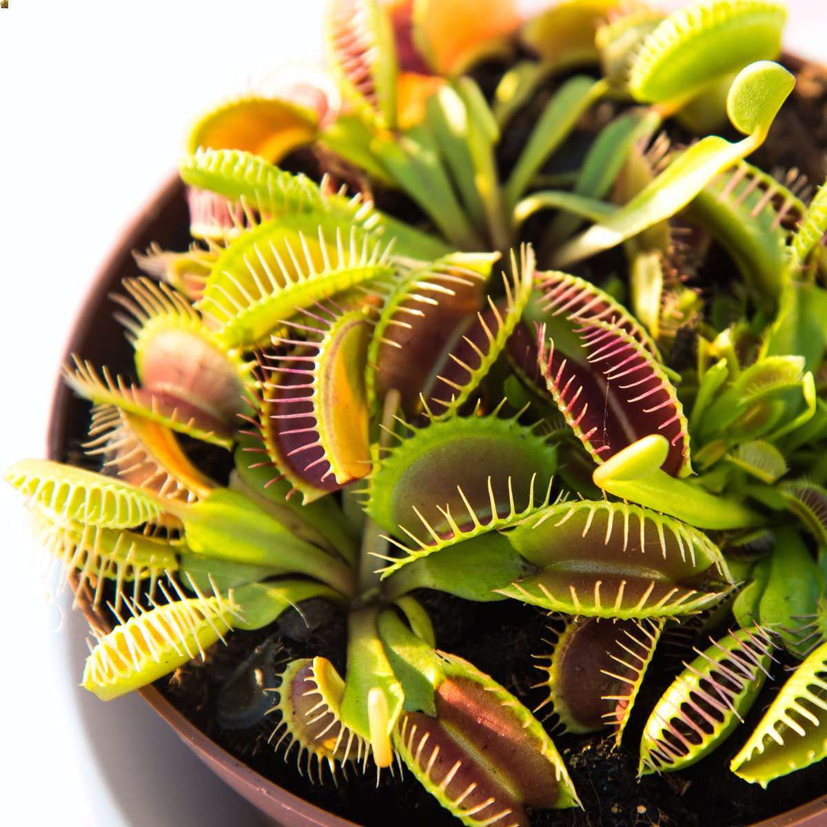 11-fun-facts-about-venus-flytraps-venus-flytraps