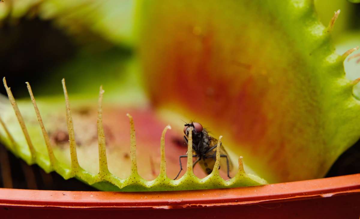 ultimate-venus-fly-trap-care-guide-caring-for-venus-flytraps