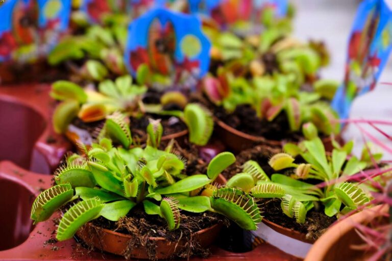 11-fun-facts-about-venus-flytraps-venus-flytraps