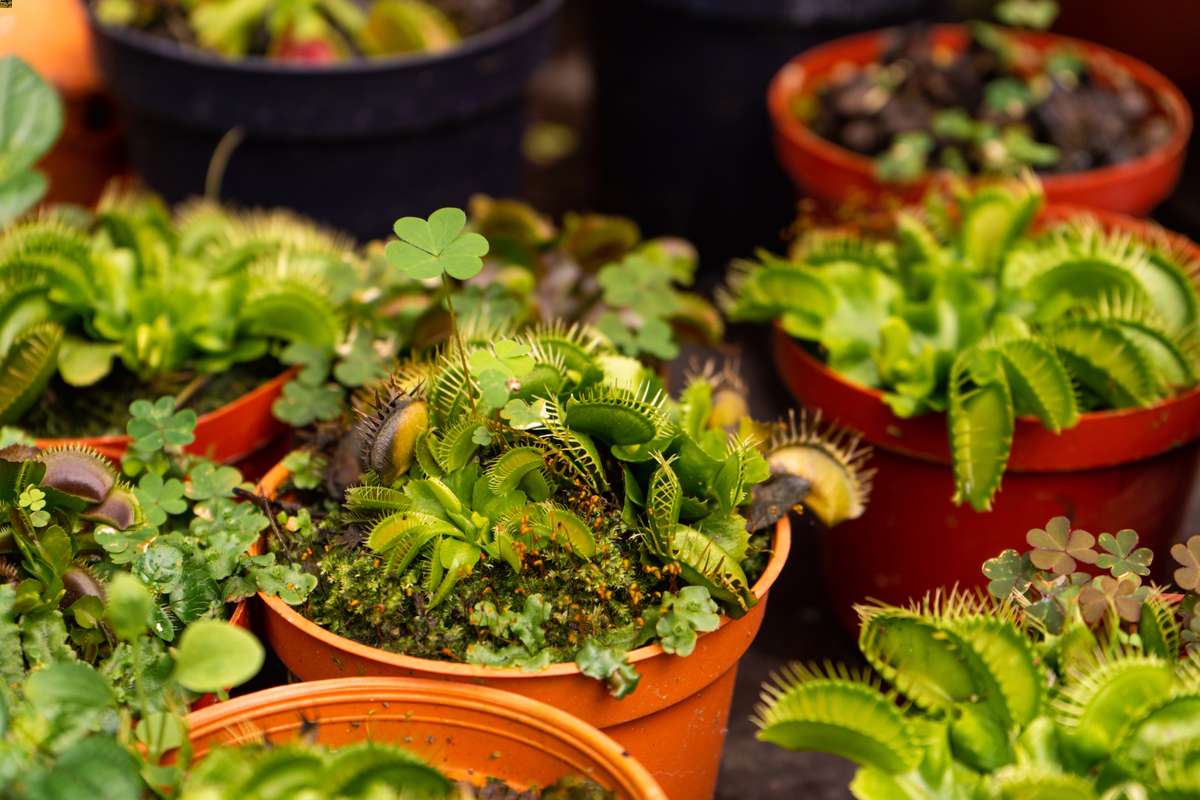 How To Grow A Venus Flytrap From Seeds VENUS FLYTRAPS